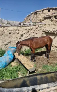 مادیان.  آرام.      ۵ ساله.   مخصوص کوهستان