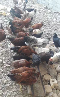 50 تا مرغ و خروس