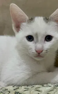 گربه