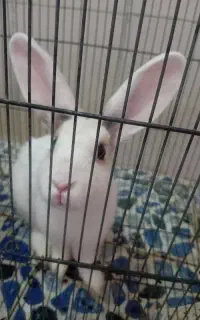خرگوش