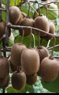 فروش کیوی