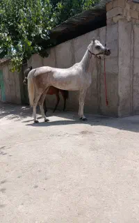 مادیون عرب دو سر و کره