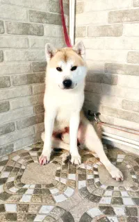 سگ گمشده