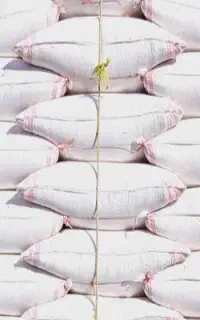 کاه گندم وجو
