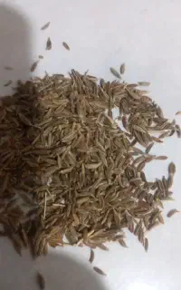 زیره سبز
