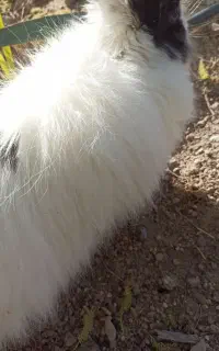 خرگوش لوپی نر