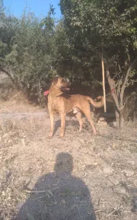 سگ سرابی