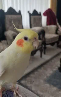 عروس هلندی گم شده