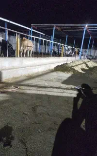 کارگر گاوداری