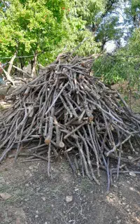 چوب بادام
