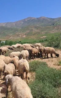 میش بره ، بره قوچ