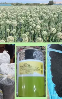 فروش پیاز مینروا (دستگیری) از قوطی آرژانتین