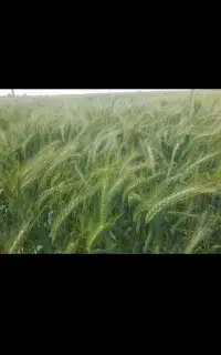3گندم اوکراینی بوجاری شده