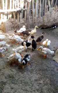 فروش اردک