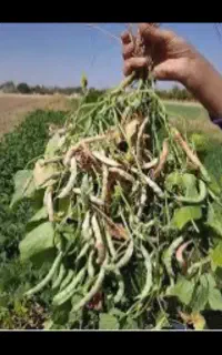 لوبیا چیتی بذری پاکوتاه پربار(تضمین جوانه زنی)