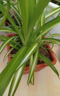 تعدادی گل زیبا
