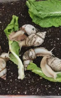 حلزون تخمگذار پرورشی آرایشی وبهداشتی ودرمانی