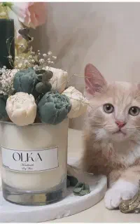 گربه برتیش ، نر  ۶ ماهه