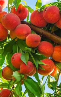 فروش استثنایی کودهای درجه ۱