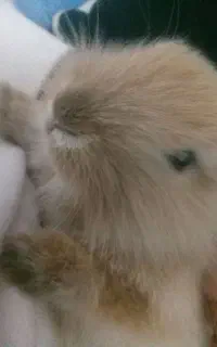 خرگوش