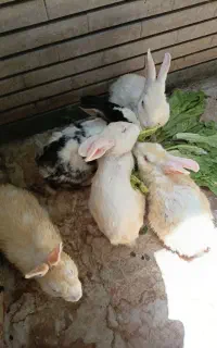 فروش خرگوش