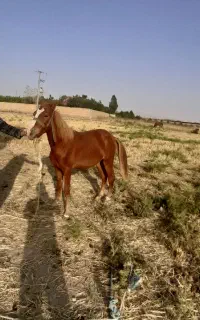 کره اسب یورقه