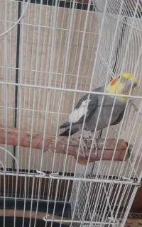 عروس هلندی سخنگو