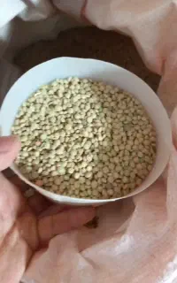 عدس دیم امسال