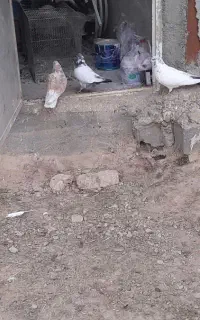 فروش کبوترتهران