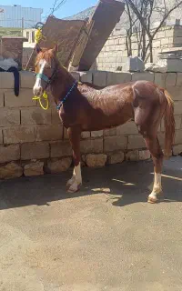 اسب کوری