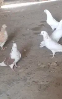 ۶ تا کبوتر کاشونی و تهرونی