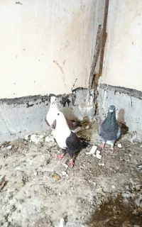 کبوتر کربلایی با مگسی