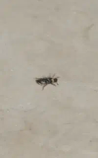 کد معرف بلو و ردبانک