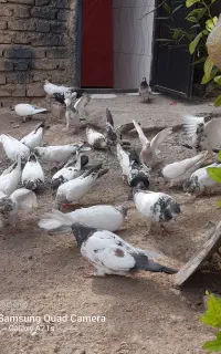 کبوتر پرشی