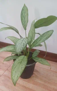 گل زیبا
