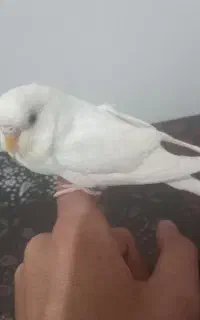 مرغ عشق ماده