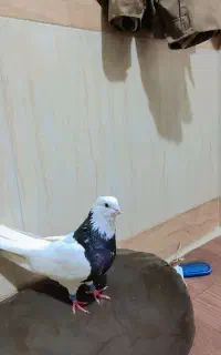کبوتر شازده دو چشم گرفتم