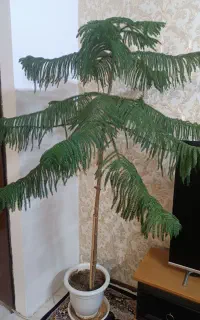گل کاج مطبق