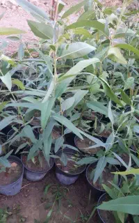 مراقبت آبیاری از نهال درخت گل وگیاه در بهشت زهرا