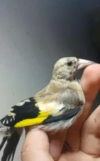 سهره مژدگانی دومیلیون