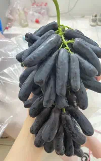 فروش نهال موندراپ با ارسال فوری