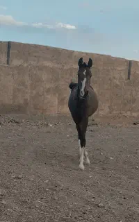 کره مادیون