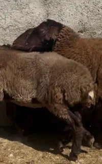 بره ماده، بره نر همو وهترو