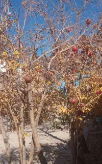 پیاز گل نرگس