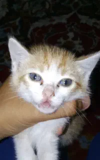 گربه زرد زیبا