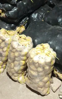 سیب زمینی زرد.سوا شده درشت.درجه ۱