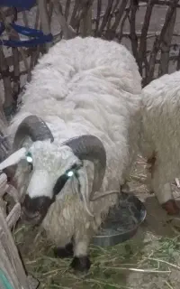 قوچ بشاگردی