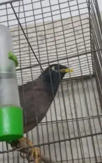 مرغ مینا سخنگو ۱ سا ونیمه