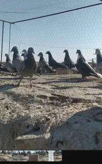 ۲۵تانرجوان