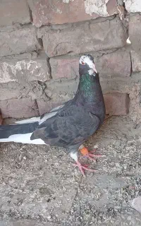 تعدادی کبوتر